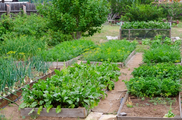 Овощи из собственного сада   является хорошей альтернативой овощам с полок магазинов, особенно для людей, которые сосредоточены на экономических и экологических решениях